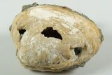 Fossil Clam with Fluorescent Calcite Crystals - Ruck's Pit, FL #191758-1